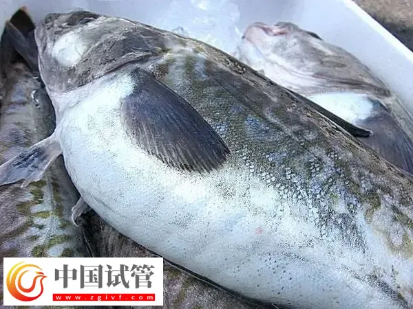 孕期糖尿病可以吃什么鱼(图1)