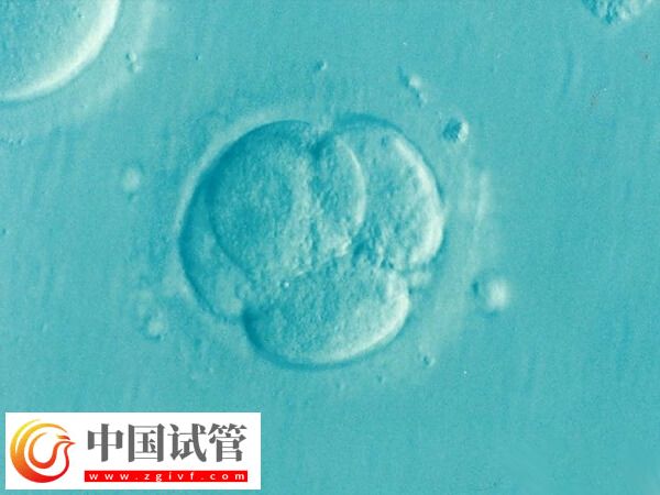 试管养囊成功的是否都是优胚(图2)