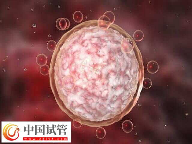 鲜胚成功率为什么低(图1)