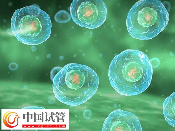 申请供精试管可以生育几胎(图2)