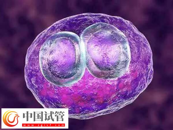 胚胎移植后会不会自己掉下来(图2)