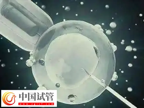 3bc的冻囊胚质量好不好(图1)