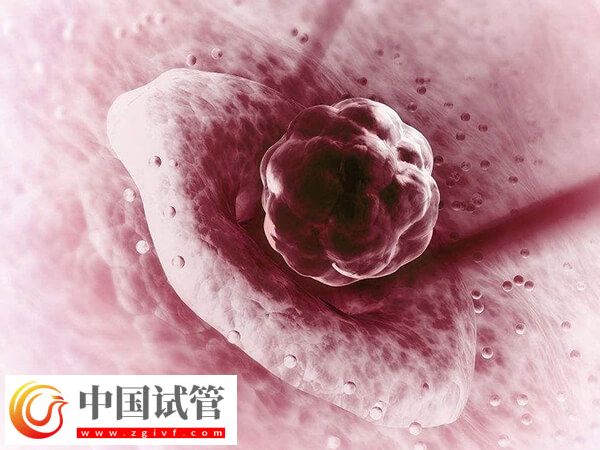 二级胚胎移植的成功率多少(图1)