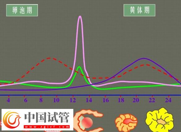 黄体期促排效果怎么样(图2)