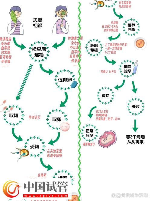 试管婴儿的孕卵发育过程详解(图1)