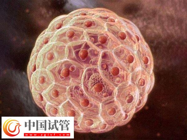 11个囊胚为什么都要冷冻(图1) 11个囊胚为什么都要冷冻(图1)