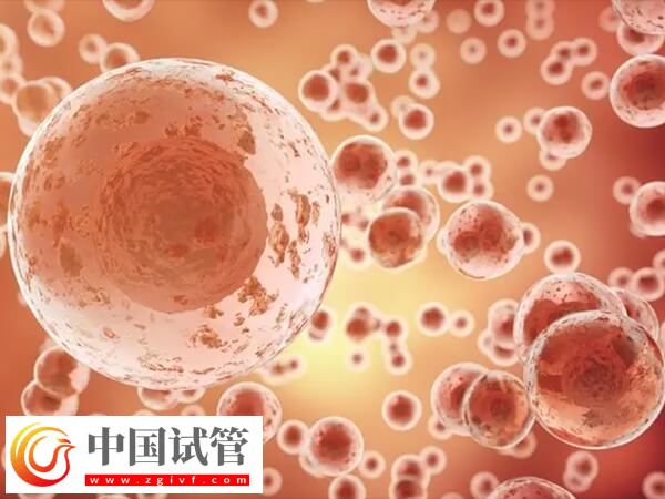 胚胎8细胞和7细胞哪个好(图1)