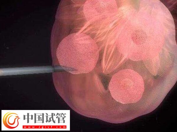 胚胎8细胞和7细胞哪个好(图2)