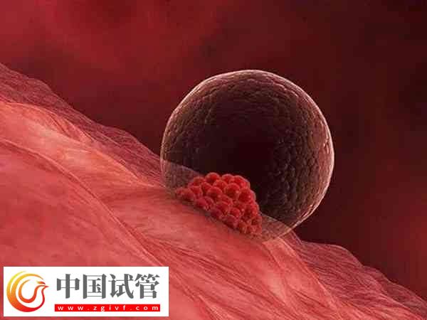 胚胎移植后会不会出现胎停(图2)