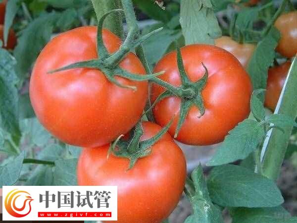 取卵后饮食安排要有数,可以吃什么不能吃什么食物看完知(图2) 取卵后饮食安排要有数,可以吃什么不能吃什么食物看完知(图2)