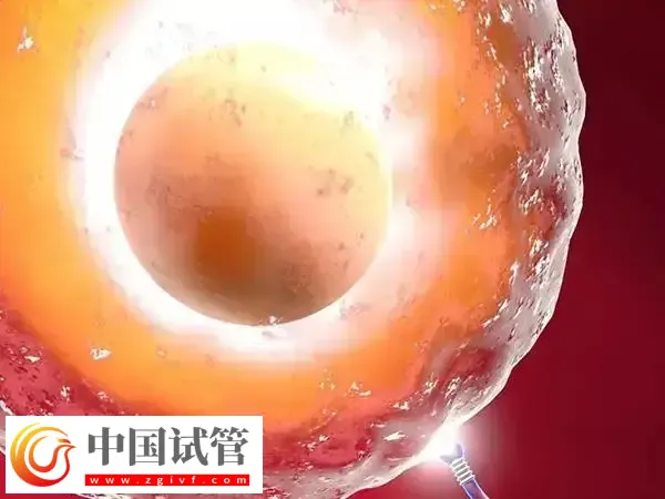 5个卵泡怀孕几率多大(图2) 5个卵泡怀孕几率多大(图2)