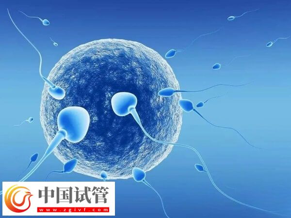 1-2个卵泡可不可以做试管(图1) 1-2个卵泡可不可以做试管(图1)