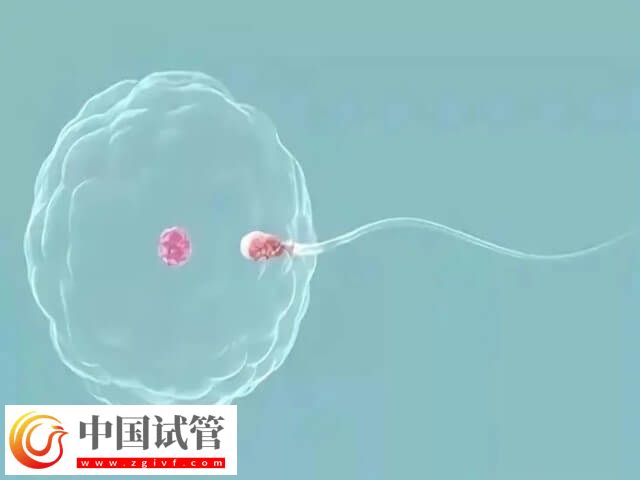 做试管不要结婚证的医院有哪些(图2) 做试管不要结婚证的医院有哪些(图2)