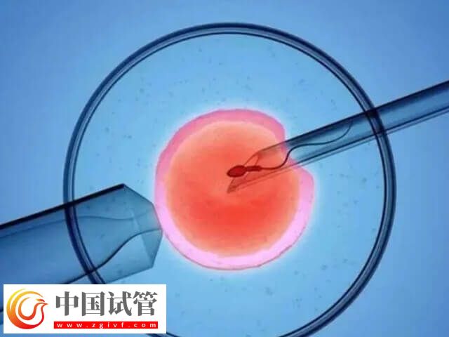 b级胚胎能不能养成囊胚(图1)