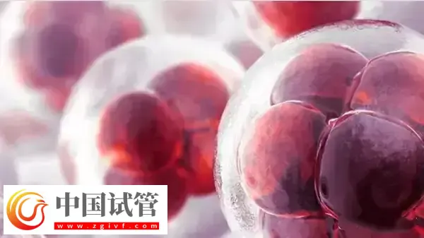 高龄是不是适合养囊胚(图3)