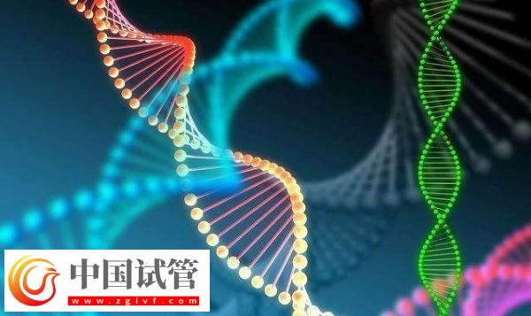 胚胎筛选和性别筛选是否一样