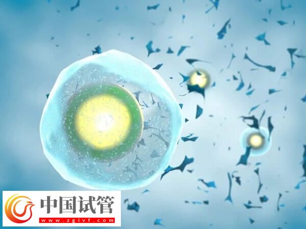 国内为什么禁止单身女性冻卵(图1)