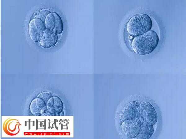 4aa的囊胚是什么级别？是最好的胚胎吗？(图1)
