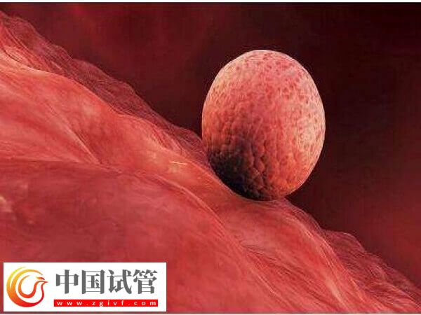 囊胚移植到子宫之后的状态是直接着床还是先游离？(图1)