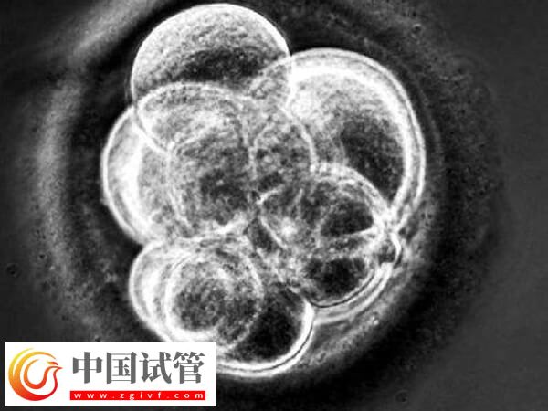 为什么三代试管胚胎优质不着床