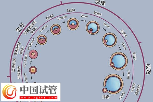 卵泡黄素化的诱因是什么(图1)