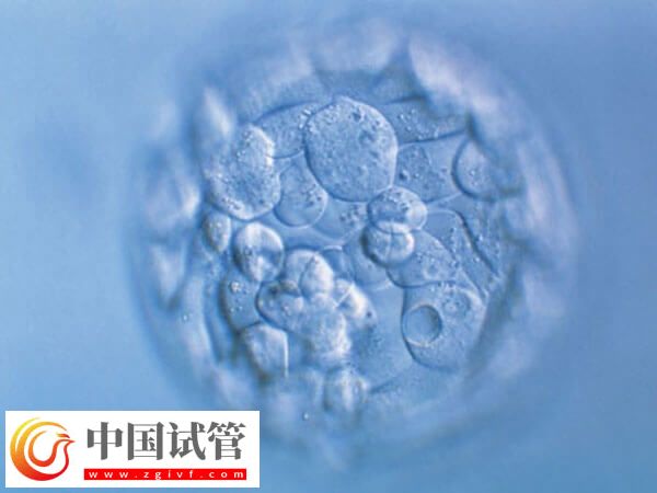 46岁经期正常的高龄女性卵子质量好不好