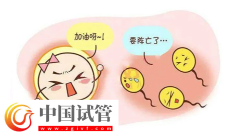 弱精怀孕了会影响胚胎质量吗